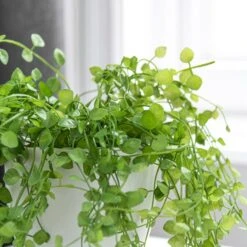 Artificial Trailing Plant In White Footed Plant Pot -Home Decoration 1000183211 alt02