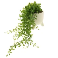 Artificial Trailing Plant In White Footed Plant Pot -Home Decoration 1000183211 alt03