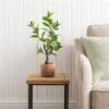 Artificial Camellia Tree In Terracotta Plant Pot -Home Decoration 30724533