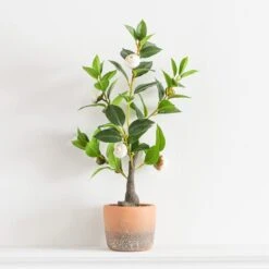 Artificial Camellia Tree In Terracotta Plant Pot 10 Artificial Camellia Tree In Terracotta Plant Pot -Home Decoration 30724533 alt03