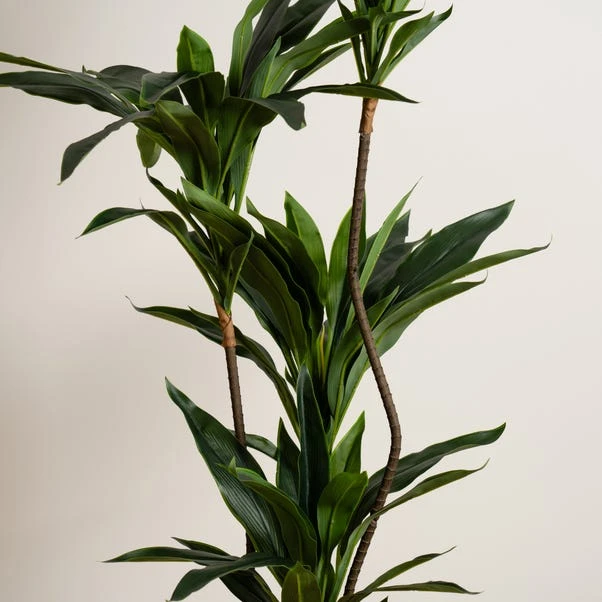 Artificial Real Touch Dracaena In Black Plant Pot 4 Artificial Real Touch Dracaena In Black Plant Pot - Image 2