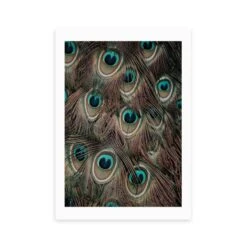 East End Prints Peacock Feathers Print -Home Decoration 30843726 alt01