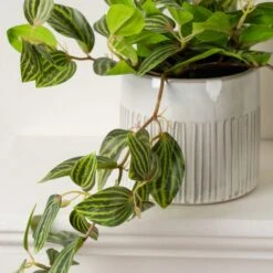 Artificial Green Trailing Plant In Black Plant Pot -Home Decoration 30860953 alt01