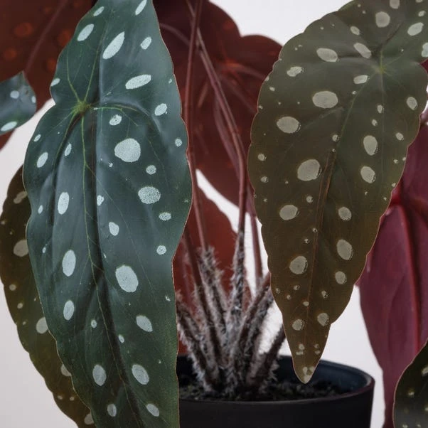 Artificial Real Touch Spotted Begonia Plant In Black Plant Pot 4 Artificial Real Touch Spotted Begonia Plant In Black Plant Pot - Image 2