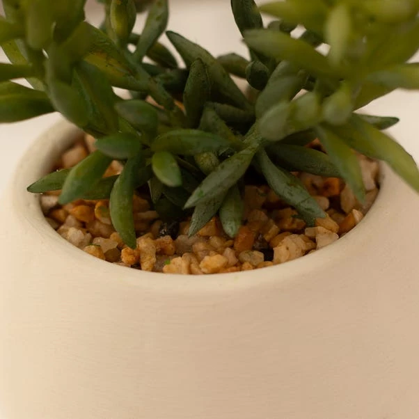 Artificial Set Of 3 Succulents In Cream Cement Plant Pots 8 Artificial Set Of 3 Succulents In Cream Cement Plant Pots - Image 6