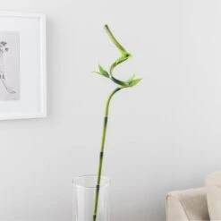 Artificial Lucky Bamboo Stem -Home Decoration 30864041 alt01