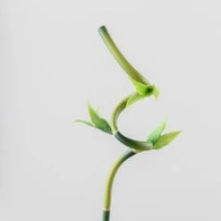 Artificial Lucky Bamboo Stem -Home Decoration 30864041 alt02