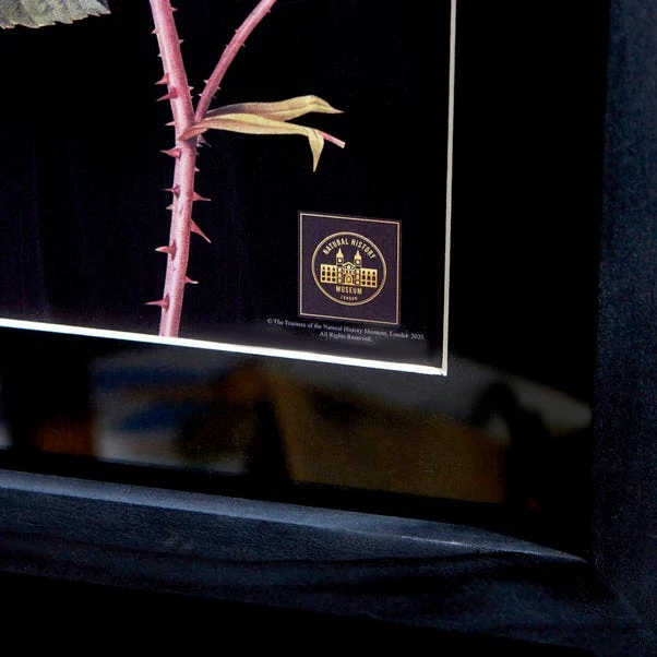 Rose Framed Print 5 Rose Framed Print - Image 3