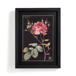 Rose Framed Print 9 Rose Framed Print -Home Decoration 30866673 alt03