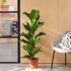 Fiddle Leaf Fig House Plant -Home Decoration 30875269