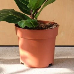 Fiddle Leaf Fig House Plant -Home Decoration 30875269 alt02