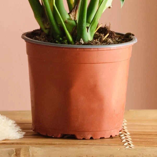 Swiss Cheese House Plant 10 Swiss Cheese House Plant - Image 8