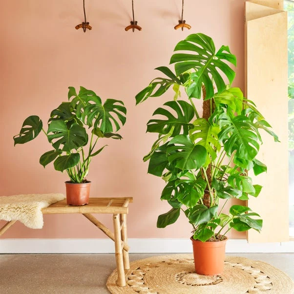 Swiss Cheese House Plant 11 Swiss Cheese House Plant - Image 9