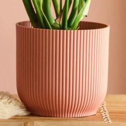 Swiss Cheese House Plant In Elho Pot -Home Decoration 30875283 alt02