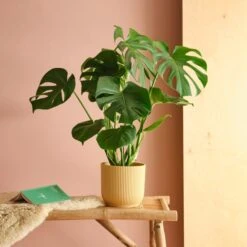 Swiss Cheese House Plant In Elho Pot -Home Decoration 30875284