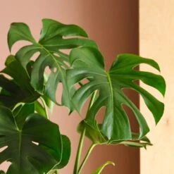 Swiss Cheese House Plant In Elho Pot -Home Decoration 30875284 alt01