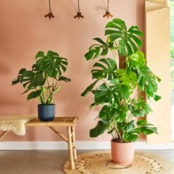 Swiss Cheese House Plant In Elho Pot -Home Decoration 30875284 alt03