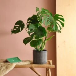 Swiss Cheese House Plant In Capri Pot -Home Decoration 30875286