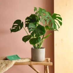 Swiss Cheese House Plant In Capri Pot -Home Decoration 30875287