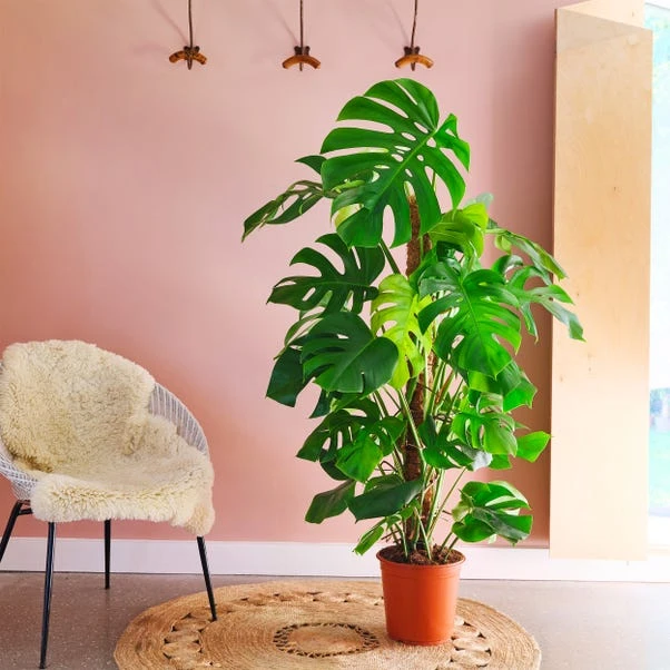 Swiss Cheese House Plant 3 Swiss Cheese House Plant