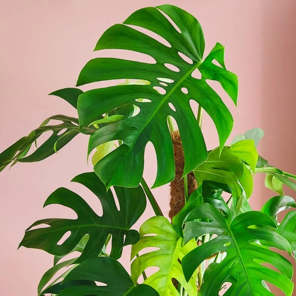 Swiss Cheese House Plant 4 Swiss Cheese House Plant - Image 2