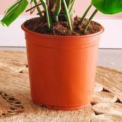 Swiss Cheese House Plant 14 Swiss Cheese House Plant -Home Decoration 30875293 alt02