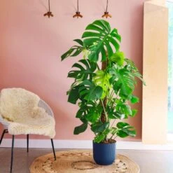 Swiss Cheese House Plant In Elho Pot -Home Decoration 30875295