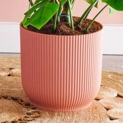 Swiss Cheese House Plant In Elho Pot -Home Decoration 30875296 alt02