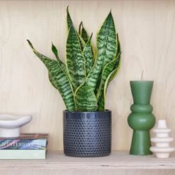 Snake House Plant In Capri Pot 39 Snake House Plant In Capri Pot -Home Decoration 30875362