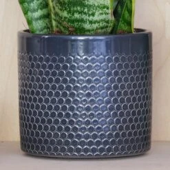 Snake House Plant In Capri Pot 41 Snake House Plant In Capri Pot -Home Decoration 30875362 alt02