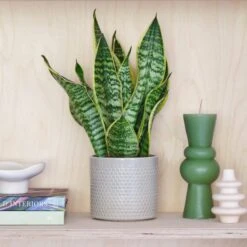 Snake House Plant In Capri Pot 34 Snake House Plant In Capri Pot -Home Decoration 30875363