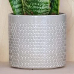 Snake House Plant In Capri Pot 36 Snake House Plant In Capri Pot -Home Decoration 30875363 alt02