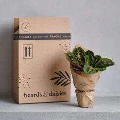 Snake House Plant In Capri Pot 37 Snake House Plant In Capri Pot -Home Decoration 30875363 alt04