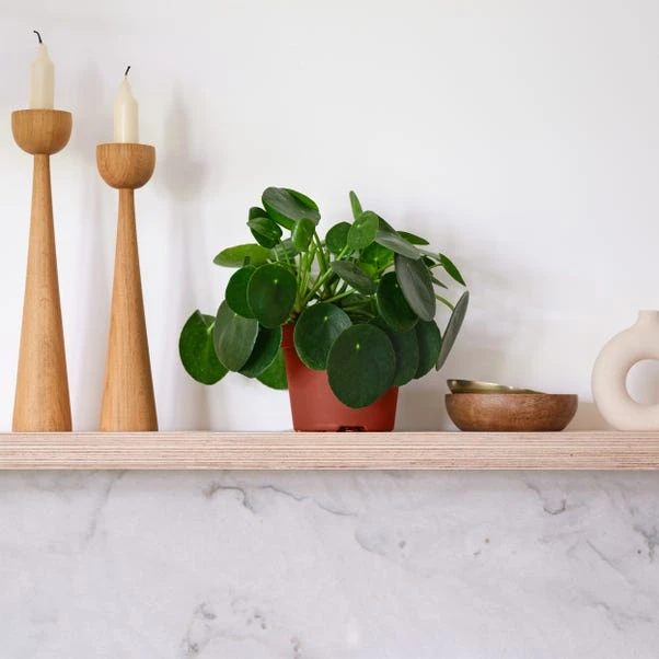 Chinese Money House Plant 3 Chinese Money House Plant