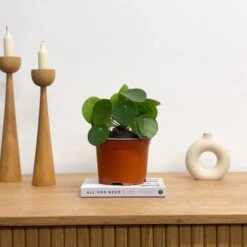 Chinese Money House Plant 11 Chinese Money House Plant -Home Decoration 30875523 alt03