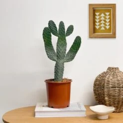 Cowboy Cactus House Plant -Home Decoration 30875575 alt03