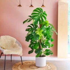 Swiss Cheese House Plant In Capri Pot -Home Decoration 30876006