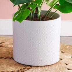 Swiss Cheese House Plant In Capri Pot -Home Decoration 30876006 alt02