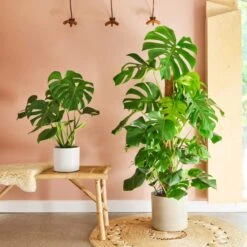 Swiss Cheese House Plant In Capri Pot -Home Decoration 30876006 alt03