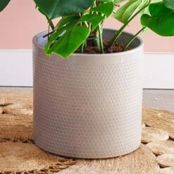 Swiss Cheese House Plant In Capri Pot -Home Decoration 30876008 alt02