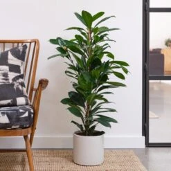 African Fig House Plant In Capri Pot -Home Decoration 30876036