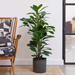 African Fig House Plant In Capri Pot -Home Decoration 30876037