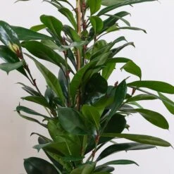 African Fig House Plant In Capri Pot -Home Decoration 30876037 alt01