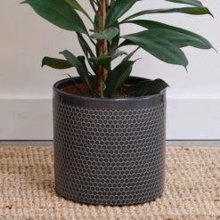 African Fig House Plant In Capri Pot -Home Decoration 30876037 alt02