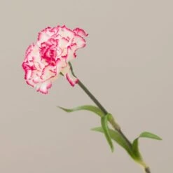 Artificial Pink Carnation Stem -Home Decoration 30897544 alt02