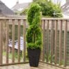 Artificial Twisted Cedar Topiary In Stone Pot