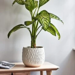 Arles Leaf Embossed Plant Pot -Home Decoration 30911832