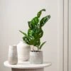 Artificial Real Touch Monstera In Black Plastic Plant Pot 2 Artificial Real Touch Monstera In Black Plastic Plant Pot -Home Decoration 30913531