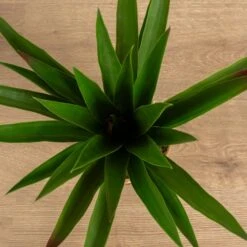 Artificial Spikey Plant In Bamboo Plant Pot -Home Decoration 30913554 alt02