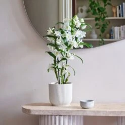 Dendrobium Bamboo Orchid House Plant In Vibes Pot -Home Decoration 30920698